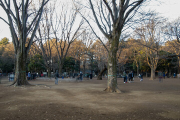 代々木公園の散歩