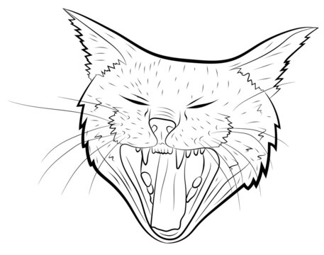 yawning cat drawing