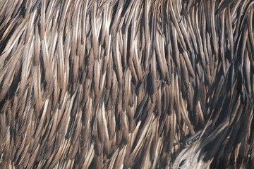 close up of feathers