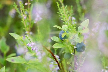 A small blueberry bush through heather flowers in the forest a soft focus and blurred copy space