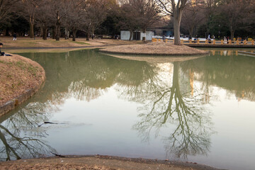 代々木公園の散歩