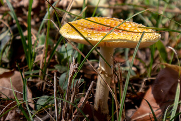 Autumn Mushroom - Ironwood, Michigan - October 2021