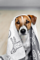Close-up portrait of a Jack Russell dog in a white towel in the bathroom. Pet care concept