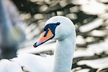 Großer, langhaariger Schwan mit einheitlichen weißem Gefieder und gelben Schnabel