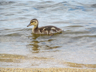 Young wild duck swims on the water. Female of wild duck is on surface of a lake, pond or river.