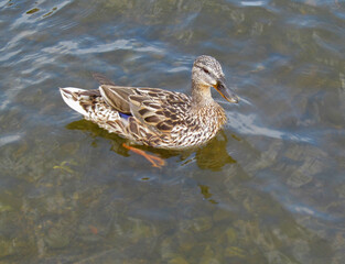 Young wild duck swims on the water. Female of wild duck is on surface of a lake, pond or river.