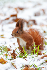 Eurasian red squirrel (Sciurus vulgaris) in snow