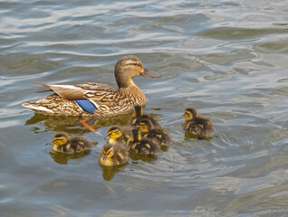 Wild ducks swimming on the water on a sunny day. Duck mallard female and little baby ducklings on a lake, pond or riwer.
