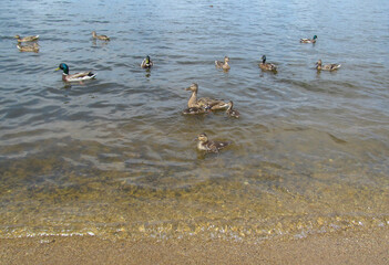 Wild ducks swimming on the water on a sunny day. Duck mallard female and little baby ducklings on a lake, pond or riwer.