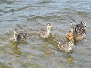 Wild ducks swimming on the water on a sunny day. Duck mallard female and little baby ducklings on a lake, pond or riwer.