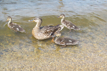 Wild ducks swimming on the water on a sunny day. Duck mallard female and little baby ducklings on a lake, pond or riwer.