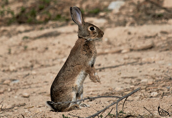 Conejo