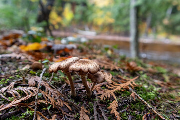 Presque Isle Fungi - Upper Peninsula, Michigan