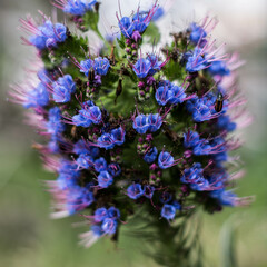 Echium flower, rare flower, blue flower, purple flower