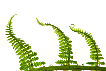Fresh green fern leaf isolated on a white background. Close up.