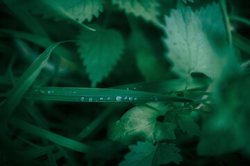 raindrops on the leaves