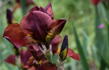 Lily flower, iris flower, lirio flower