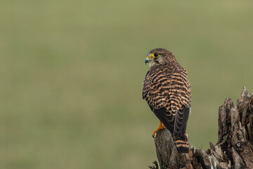 Common Kestrel Near Chennai India 