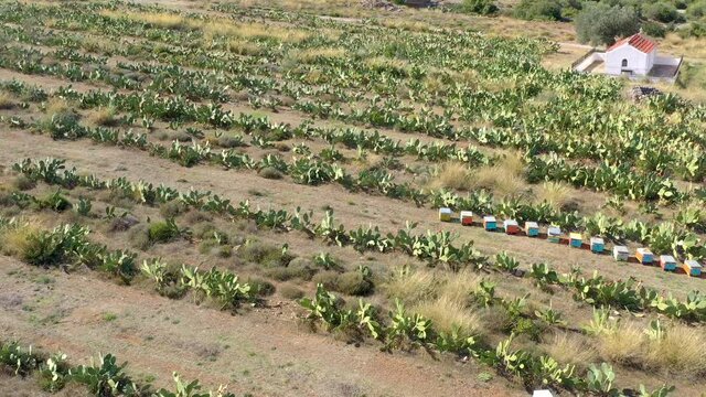 Aerial Flight Over A Cactus Farm In Greece