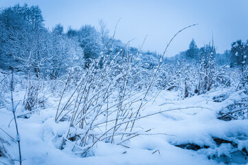 winter landscape, zimowy pejzaż z ośnieżonymi drzewami i krzakami