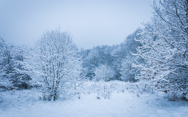 winter landscape, zimowy pejzaż z ośnieżonymi drzewami i krzakami