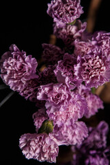 Beautiful dianthus flowers on the black background