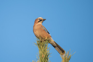 Jay  (Garrulus glandarius glandarius) bird on a tree with a blue sky background