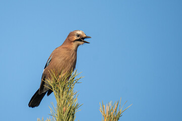 Jay  (Garrulus glandarius glandarius) bird on a tree with a blue sky background