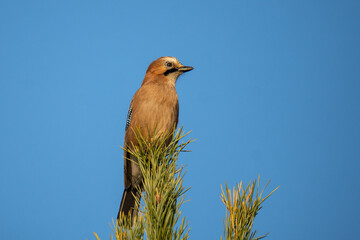 Jay  (Garrulus glandarius glandarius) bird on a tree with a blue sky background