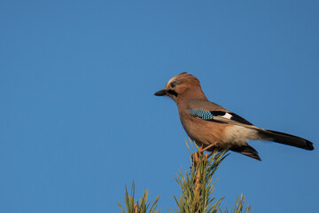 Jay  (Garrulus glandarius glandarius) bird on a tree with a blue sky background