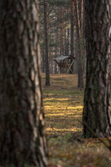 Feeding rack for animals in the Polish forest
