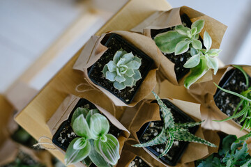 Succulents in an eco paper bag and stand on a wooden shelf. Houseplant store.