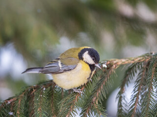 Cute bird Great tit, songbird sitting on the fir branch