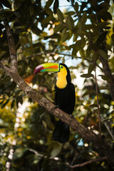 toucan on a branch