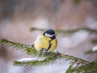 Cute bird Great tit, songbird sitting on the fir branch with snow in winter