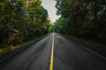 road in autumn forest
