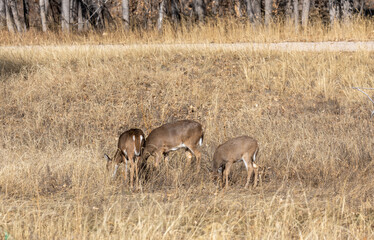 Whitetail Deer Doe and Fawns in Autumn in Colorado