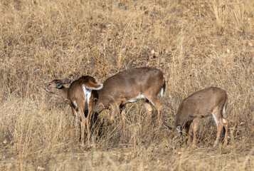 Whitetail Deer Doe and Fawns in Autumn in Colorado