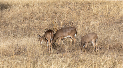Whitetail Deer Doe and Fawns in Autumn in Colorado