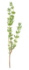 Twig of fresh thyme isolated on a white background, top view. Spices.