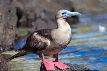Red Footed Booby at Darwin Bay on Genovesa Island, Galapagos