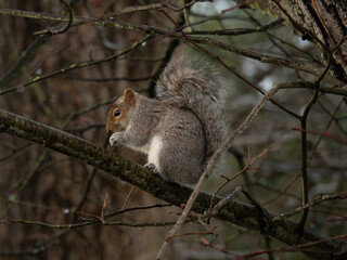 Grey squirrel eating nuts in woodland. Sciurus carolinensis.