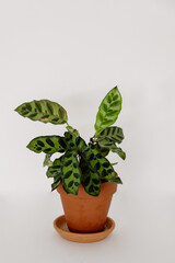 Calathea Prayer Plant Houseplant