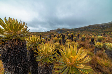 landscape in the mountains