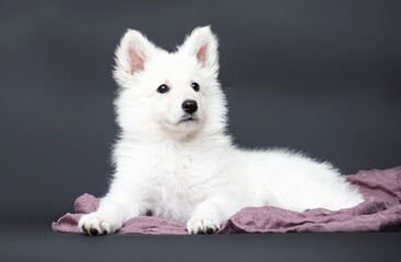 Fototapeta na wymiar white swiss shepherd puppy on gray background