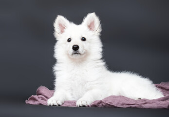 white swiss shepherd puppy on gray background