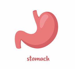 Human stomach. Internal organ, anatomy. Vector flat icon illustration isolated on white background.
