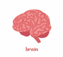 Human brain. Internal organ, anatomy. Vector flat icon illustration isolated on white background.
