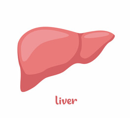 Human liver anatomy. Human internal organs symbol. Vector illustration in flat style isolated on white background.