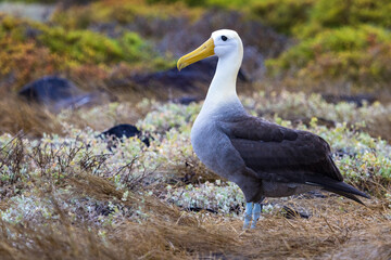 Waved Albatross at Punta Suarez on Espanola Island, Galapagos - obrazy, fototapety, plakaty